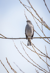 Pyrope pyrope pyrope