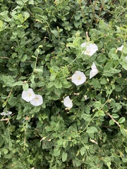 Convolvulus arvensis
