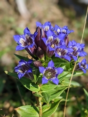 Gentiana septemfida
