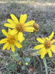Jacobaea
