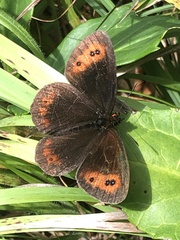 Erebia