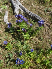 Gentiana septemfida