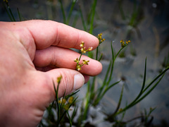 Juncus articulatus