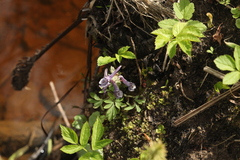 Corydalis solida