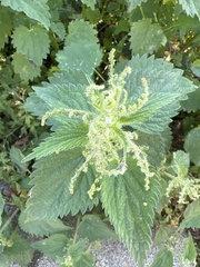 Urtica dioica