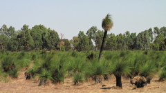 Xanthorrhoea preissii