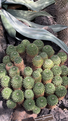 Mammillaria compressa