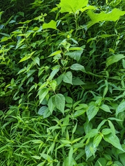 Boehmeria cylindrica