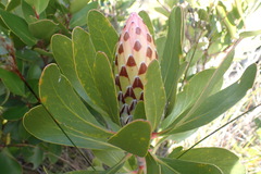 Protea obtusifolia