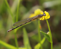 Coenagrion hastulatum