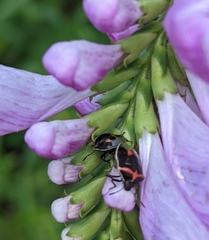 Cosmopepla lintneriana