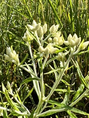 Pseudognaphalium obtusifolium