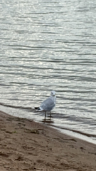 Laridae