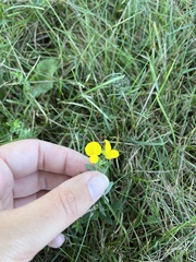 Lotus corniculatus