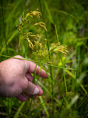 Scirpus pendulus
