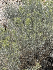 Chrysothamnus viscidiflorus