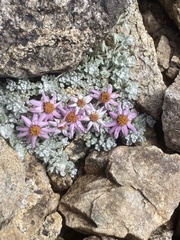 Allardia nivea
