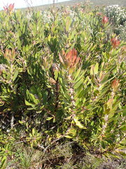 Protea obtusifolia