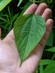 Boehmeria cylindrica
