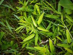 Desmodium paniculatum