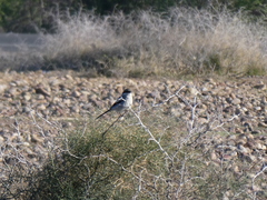 Lanius excubitor