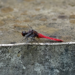 Orthetrum chrysis