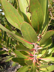Protea obtusifolia