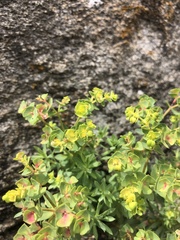 Euphorbia amygdaloides