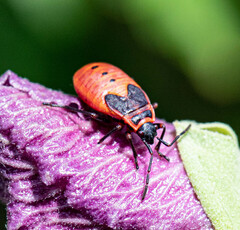 Pyrrhocoris apterus
