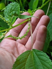 Boehmeria cylindrica