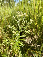 Pseudognaphalium obtusifolium