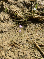 Utricularia resupinata