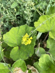 Rhamphospermum arvense