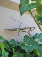Tenodera