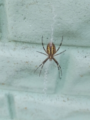 Argiope bruennichi