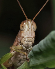 Dichromorpha viridis