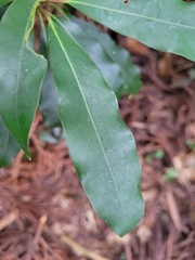Litsea acuminata