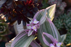 Tradescantia cerinthoides