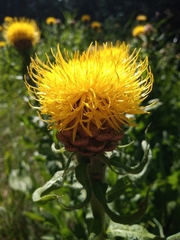Centaurea macrocephala