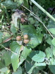 Maianthemum dilatatum