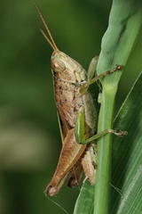 Dichromorpha viridis