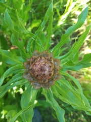 Centaurea macrocephala