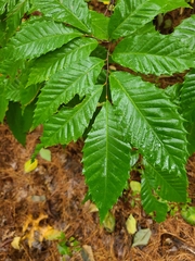 Castanea
