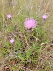 Cirsium lecontei