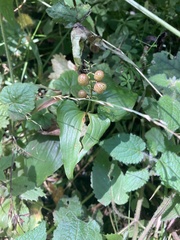Maianthemum dilatatum