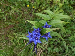 Gentiana asclepiadea