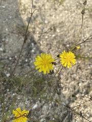Crepis capillaris