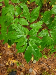 Castanea