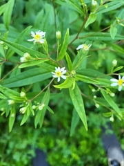Doellingeria umbellata