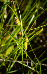Carex pellita